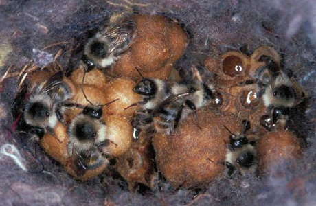 Waldhummel (Bombus sylvarum sylvarum) - © Johann Neumayer